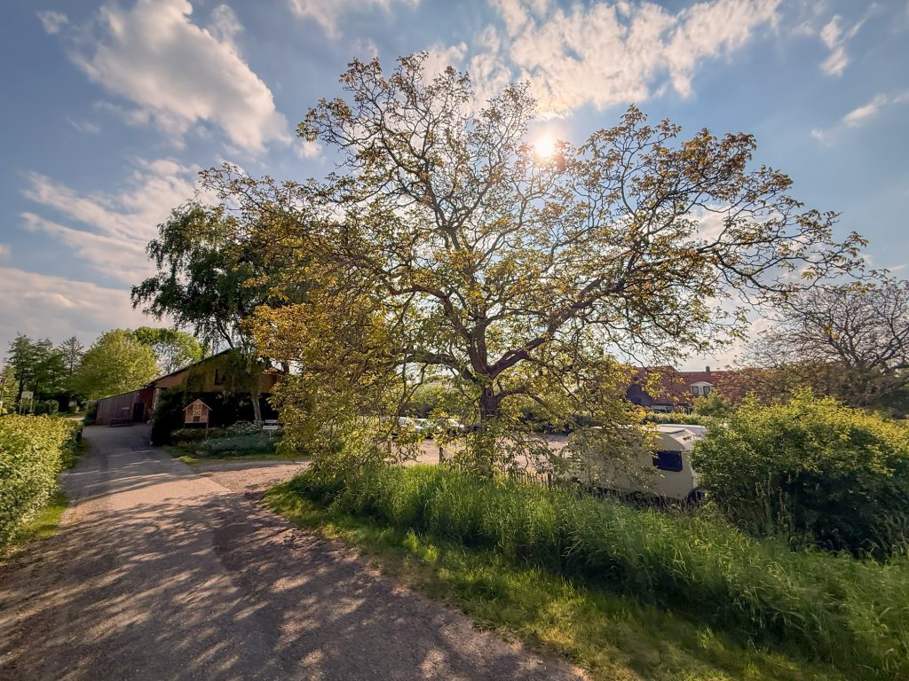 Voorjaarsgroen bij de oprijlaan van de IJsselhoeve